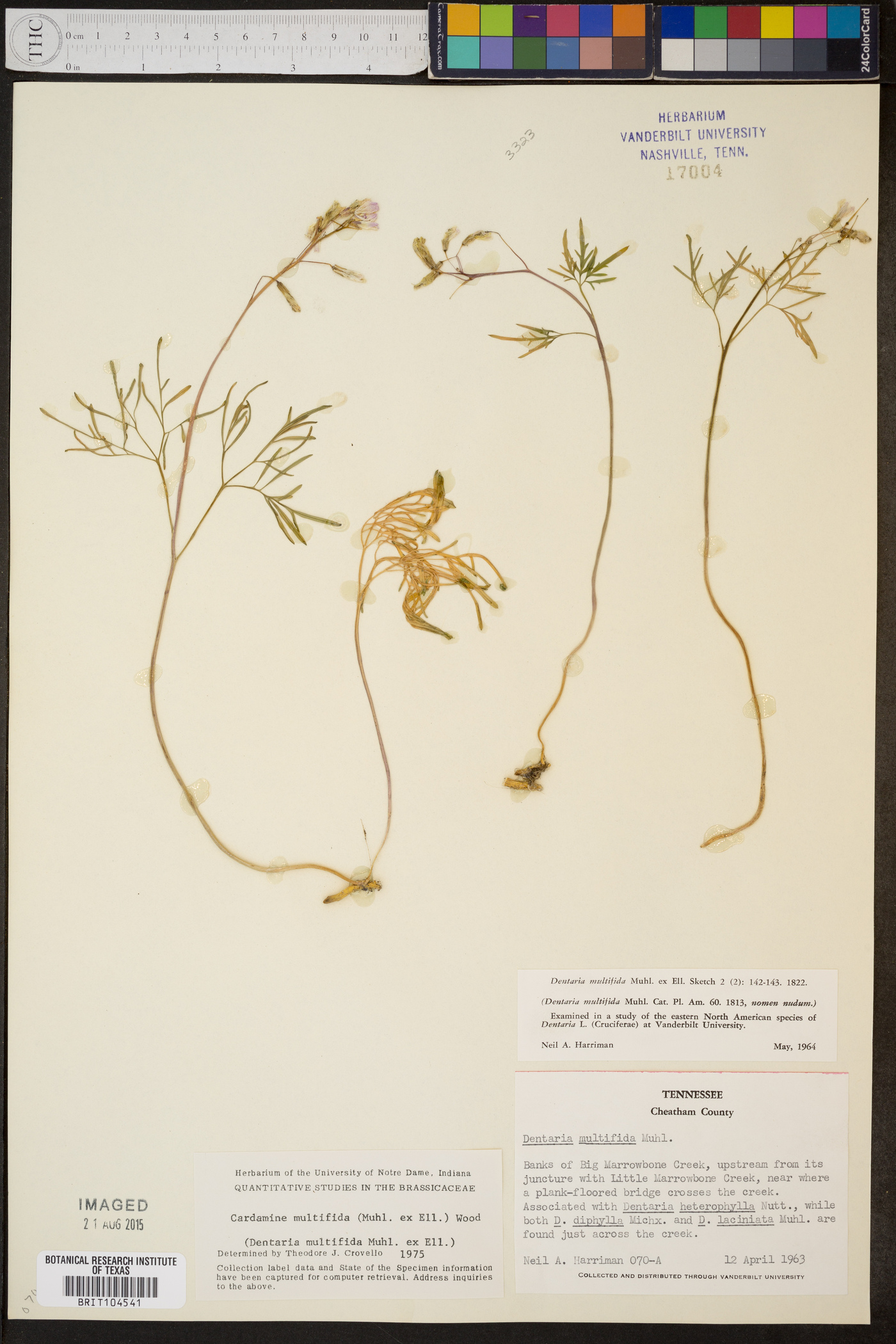 Cardamine multifida image