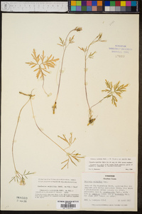 Cardamine multifida image