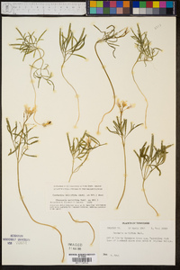 Cardamine multifida image