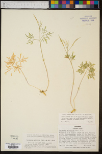 Cardamine multifida image