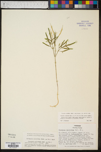 Cardamine multifida image