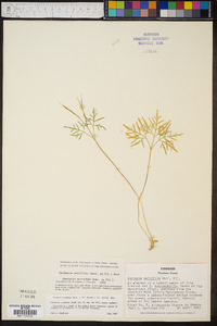 Cardamine multifida image