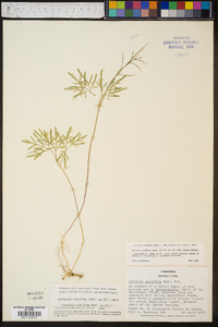 Cardamine multifida image