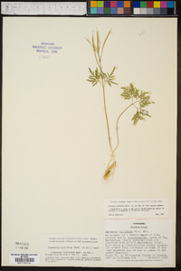 Cardamine multifida image