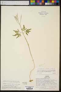 Cardamine multifida image