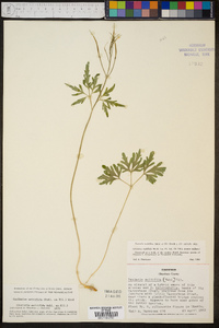 Cardamine multifida image