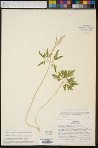 Cardamine multifida image