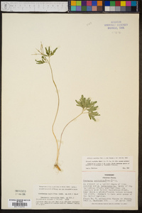 Cardamine multifida image