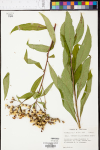 Vernonia flaccidifolia image