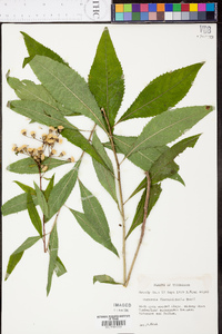 Vernonia flaccidifolia image