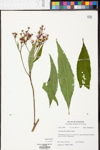 Vernonia flaccidifolia image