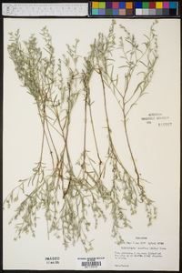 Heliotropium tenellum image