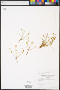 Leavenworthia exigua var. lutea image