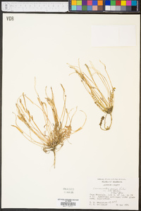 Leavenworthia exigua var. lutea image