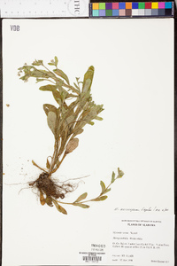 Myosotis macrosperma image