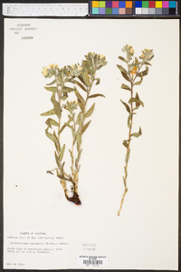 Lithospermum canescens image