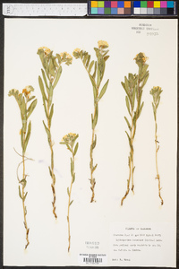 Lithospermum canescens image