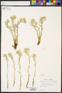 Lithospermum canescens image