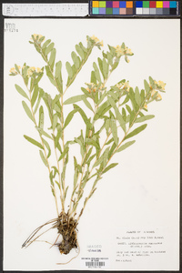 Lithospermum canescens image