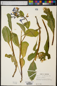 Mertensia virginica image