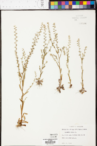 Myosotis macrosperma image