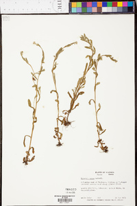 Myosotis macrosperma image