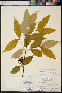 Calycanthus floridus var. laevigatus image