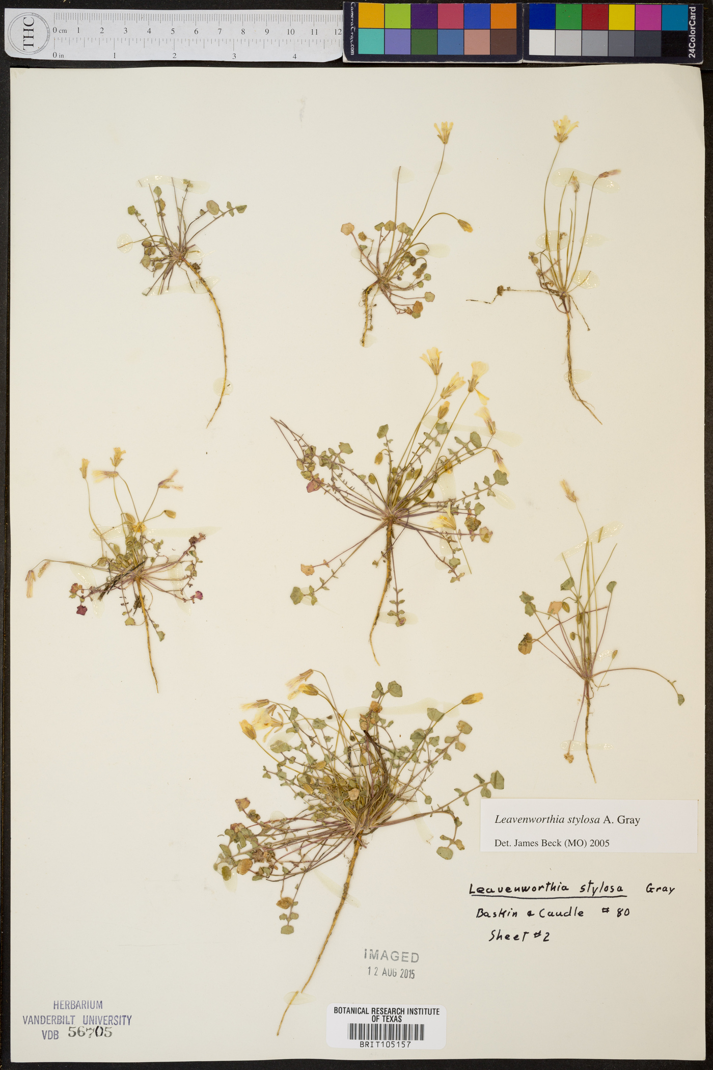 Leavenworthia stylosa image