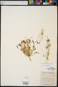 Leavenworthia stylosa image