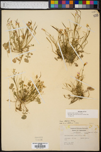 Leavenworthia stylosa image