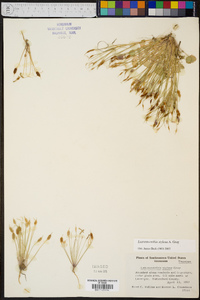 Leavenworthia stylosa image