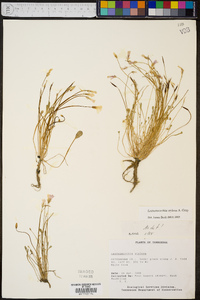 Leavenworthia stylosa image