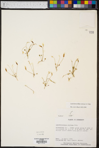 Leavenworthia stylosa image