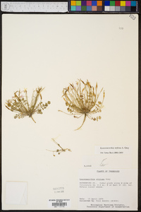 Leavenworthia stylosa image