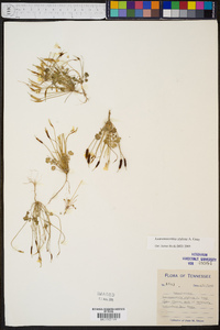 Leavenworthia stylosa image
