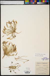 Leavenworthia stylosa image