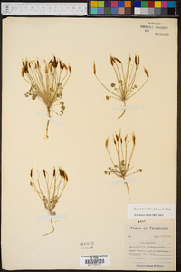 Leavenworthia stylosa image