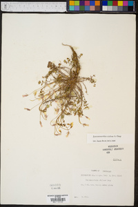 Leavenworthia stylosa image