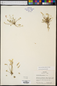 Leavenworthia stylosa image