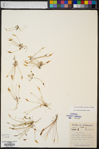 Leavenworthia stylosa image