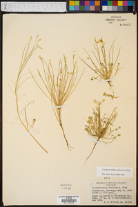 Leavenworthia stylosa image