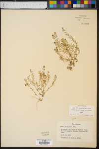 Draba brachycarpa image