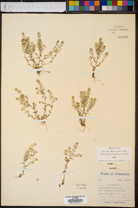 Draba brachycarpa image