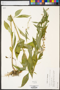 Campanulastrum americanum image