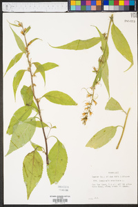 Campanulastrum americanum image