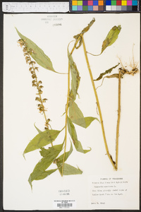 Campanulastrum americanum image