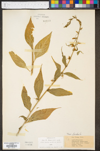 Campanulastrum americanum image