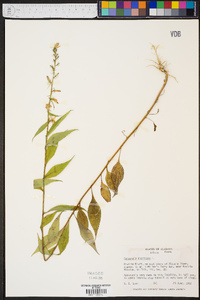 Campanulastrum americanum image