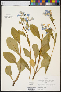 Mertensia virginica image