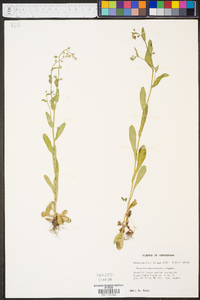 Myosotis macrosperma image